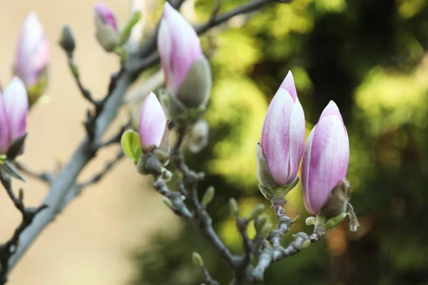 Krásný Kvetoucí Magnolia Strom Slunný Den Venku Detailní Záběr — Stock fotografie