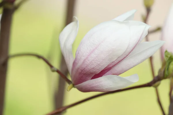 Beautiful Magnolia Flower Tree Branch Outdoors Closeup — Stock Photo, Image