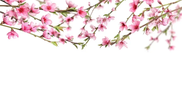 Piękne Gałęzie Drzewa Sakura Delikatnymi Różowymi Kwiatami Białym Tle — Zdjęcie stockowe