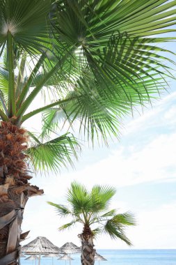 Tatil köyündeki deniz kıyısında güzel palmiye ağaçları
