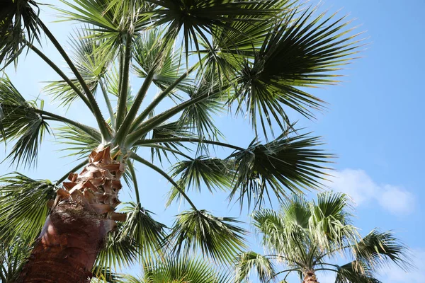 Hermosa Palmera Aire Libre Soleado Día Verano Vista Ángulo Bajo — Foto de Stock