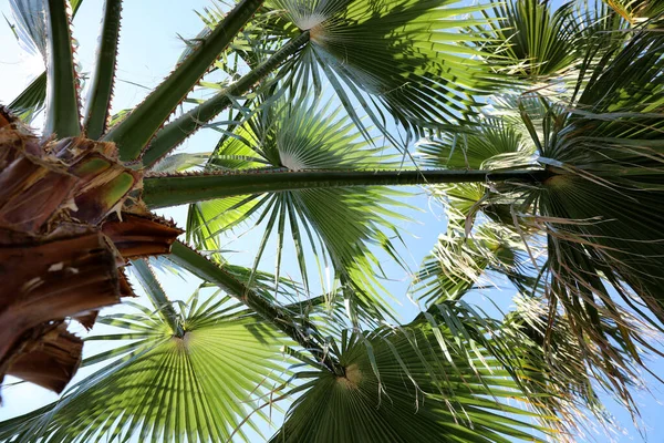 Hermosa Vista Las Ramas Palma Soleado Día Verano — Foto de Stock