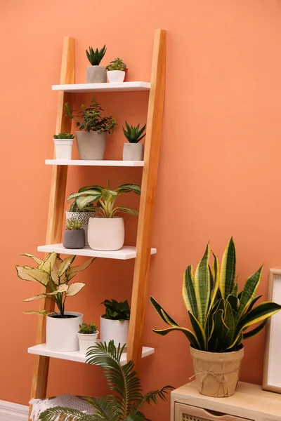 Stylish Room Interior Decorative Ladder Plants Coral Wall — Stock Photo, Image