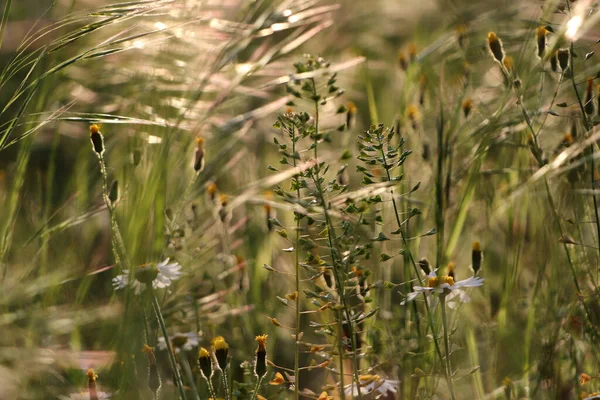 Beautiful Wild Flowers Growing Spring Meadow — Stock Photo, Image