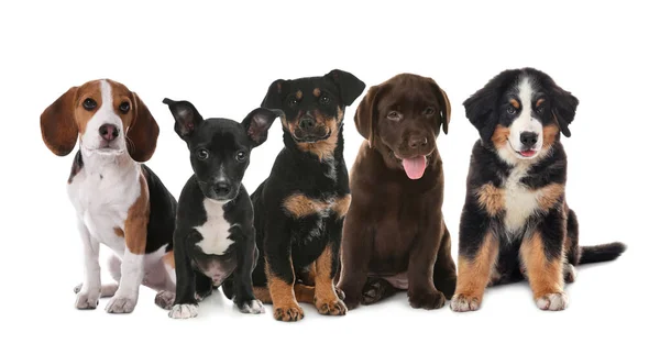 Group Adorable Puppies White Background Banner Design — Stock Photo, Image