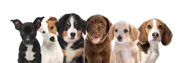 Grupo Cachorros Adoráveis Fundo Branco Design Banner — Fotografia de Stock