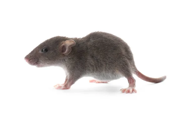 Small Fluffy Brown Rat White Background — Stock Photo, Image