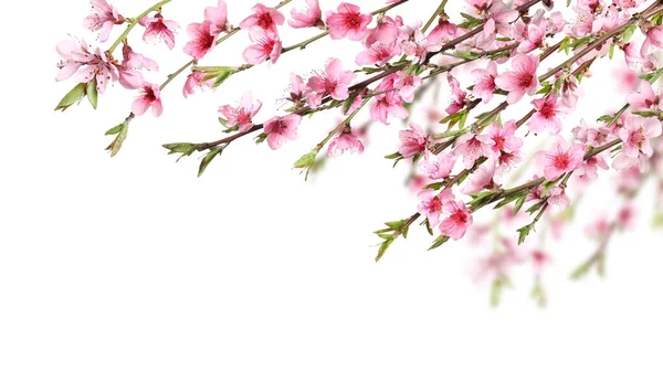 白い背景に繊細なピンクの花を持つ美しい桜の木の枝 — ストック写真