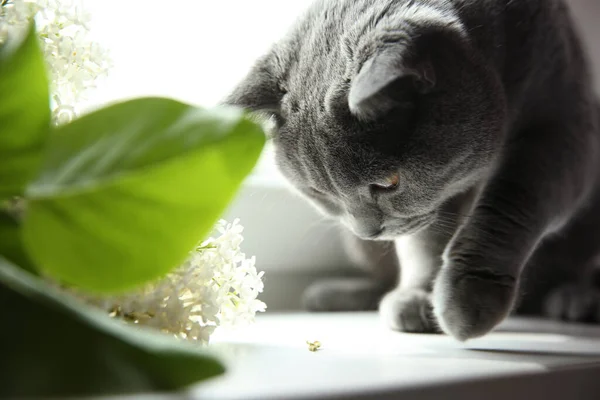 Beautiful Grey British Shorthair Cat White Lilac Flowers Table Close — стоковое фото