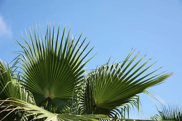 Bela Vista Ramos Palma Dia Ensolarado Verão — Fotografia de Stock