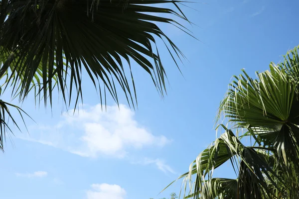 Hermosa Vista Las Ramas Palma Soleado Día Verano —  Fotos de Stock