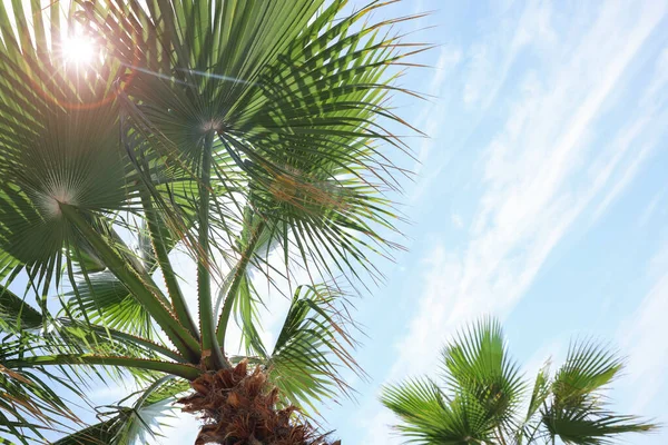 Vacker Utsikt Över Palmen Utomhus Solig Sommardag — Stockfoto