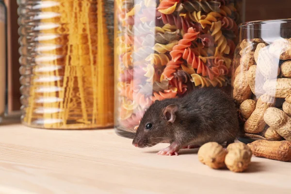 Kleine Bruine Rat Zoek Naar Voedsel Houten Plank — Stockfoto