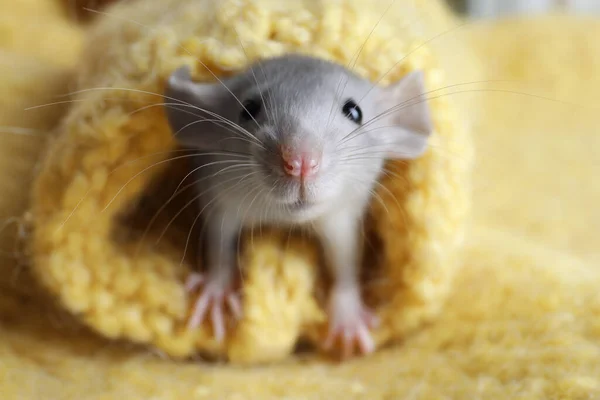 Niedliche Kleine Ratte Gelben Strickkarierten Eingewickelt Nahaufnahme — Stockfoto