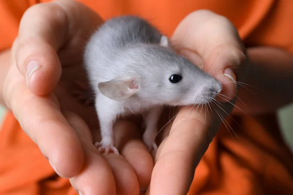 Frau Mit Niedlicher Kleiner Ratte Nahaufnahme — Stockfoto