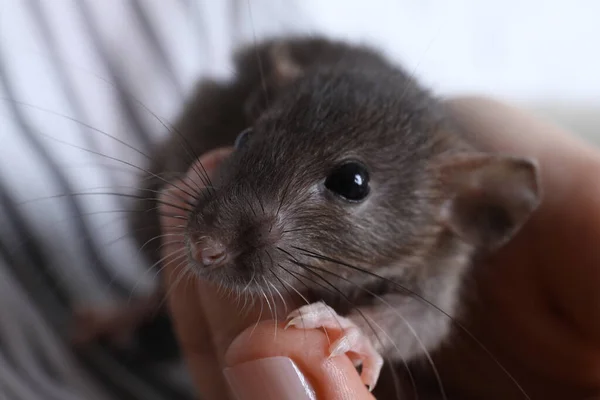 Woman Holding Cute Small Rat Closeup View — Stock Photo, Image