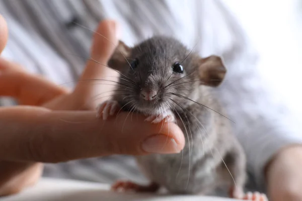 Frau Mit Niedlicher Kleiner Ratte Auf Sofa Nahaufnahme — Stockfoto