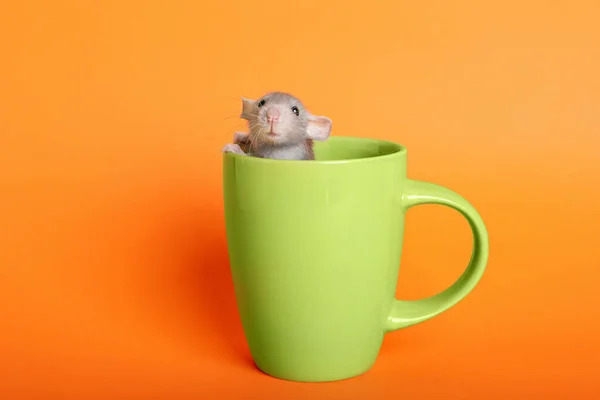 Cute Small Rat Green Ceramic Cup Orange Background — Stock Photo, Image
