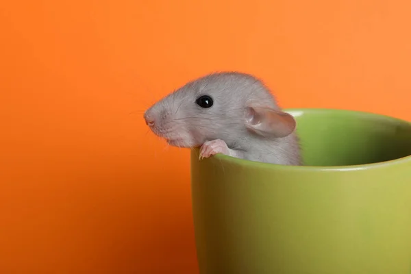 Słodki Mały Szczur Zielonym Ceramicznym Kubku Pomarańczowym Tle Zbliżenie Miejsce — Zdjęcie stockowe