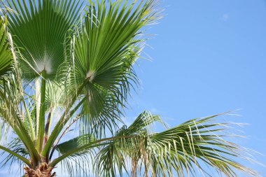 Güneşli yaz gününde palmiye dallarının güzel manzarası