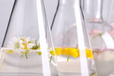 Farklı çiçeklerle dolu laboratuvar camları, yakın plan. Gerekli yağ çıkarma