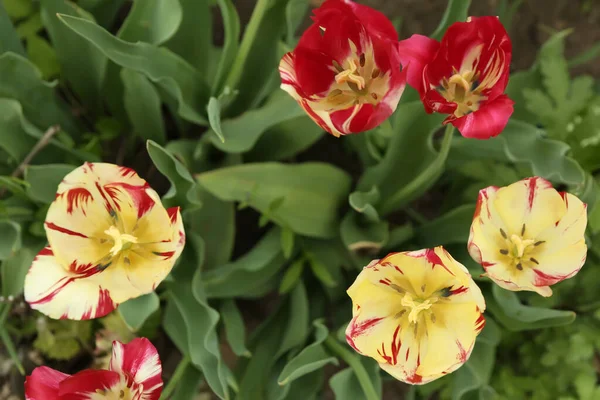 Beautiful Blooming Tulips Spring Day Top View — Stock Photo, Image