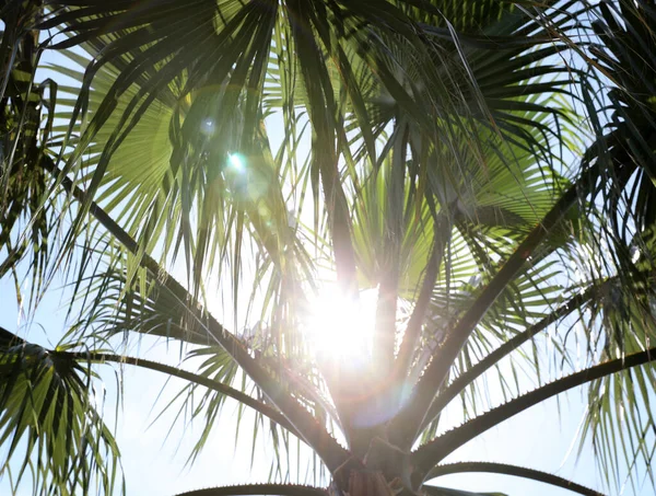 Hermosa Vista Palmera Aire Libre Soleado Día Verano —  Fotos de Stock