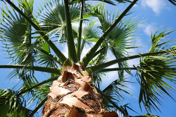 Прекрасна Пальма Відкритому Повітрі Сонячний Літній День Низький Кут Зору — стокове фото