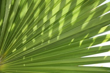 Arkaplan olarak bereketli palmiye yaprağının yakın görünümü