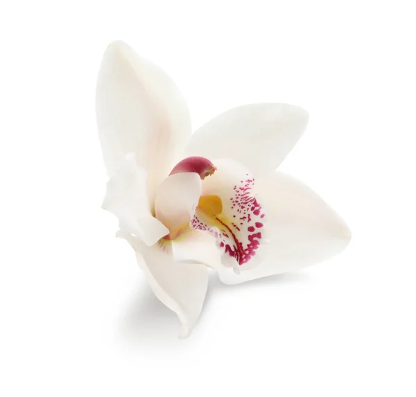 Bellissimo Fiore Orchidea Tropicale Isolato Bianco — Foto Stock
