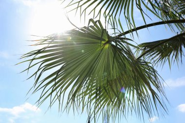 Güneşli yaz gününde palmiye dallarının güzel manzarası