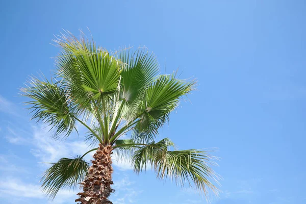 Vacker Utsikt Över Palmen Utomhus Solig Sommardag — Stockfoto