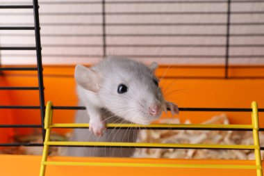 Şirin açık gri fare kaçış kafesi, yakın plan.