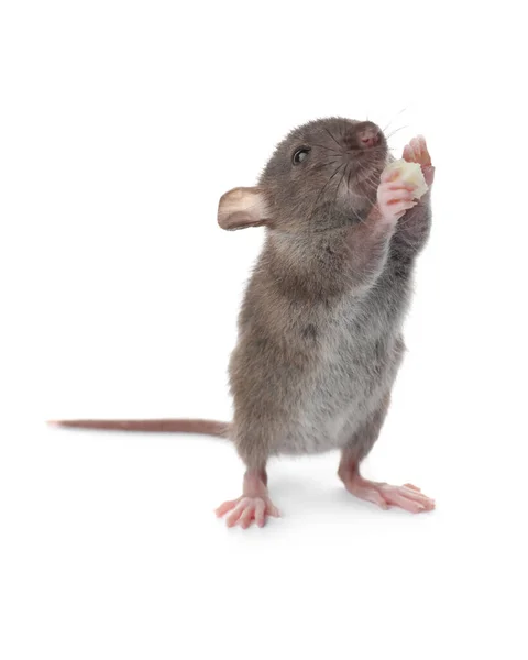 Kleine Bruine Rat Met Stukje Kaas Witte Achtergrond — Stockfoto