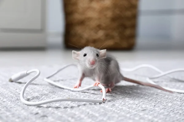 Rato Com Fio Elétrico Mastigado Chão Dentro Casa Controlo Pragas — Fotografia de Stock