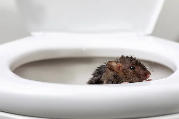 Rat Humide Sur Cuvette Des Toilettes Dans Salle Bain Lutte — Photo