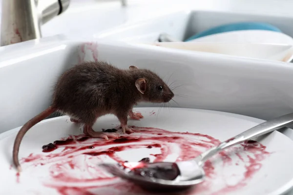 Ratto Piatti Sporchi Nel Lavello Della Cucina Controllo Dei Parassiti — Foto Stock