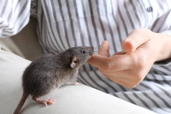 Frau Mit Niedlicher Kleiner Ratte Auf Sofa Nahaufnahme — Stockfoto