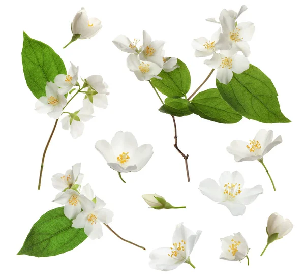 白い背景に美しい柔らかいジャスミンの花と緑の葉でセット — ストック写真