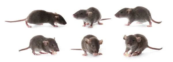 Små Råttor Vit Bakgrund Collage Kontroll Skadegörare — Stockfoto