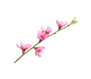Güzel sakura ağacı dalı beyaza izole edilmiş.