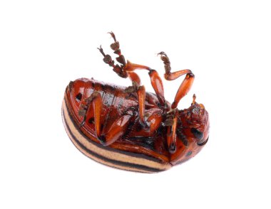 Bir Colorado patates böceği beyazda izole edilmiş.