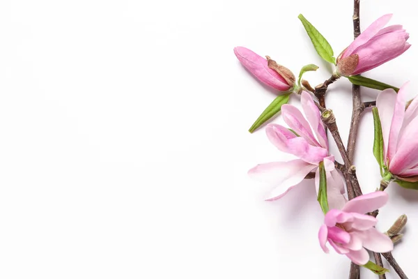 Beyaz Arka Planda Güzel Çiçekli Manolya Ağacı Dalları Üst Manzara — Stok fotoğraf