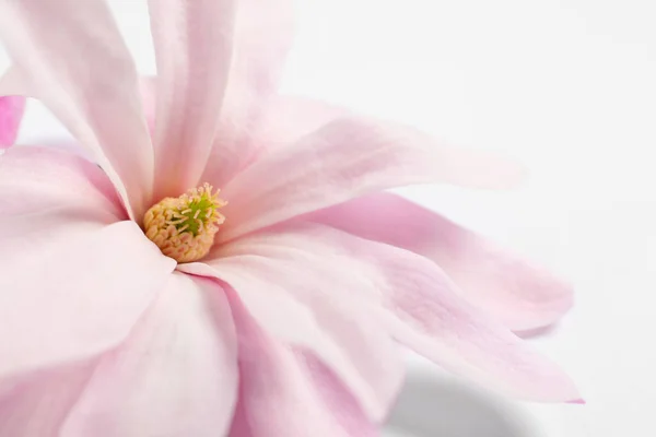 Magnolia Merah Muda Indah Bunga Terisolasi Pada Putih Closeup — Stok Foto