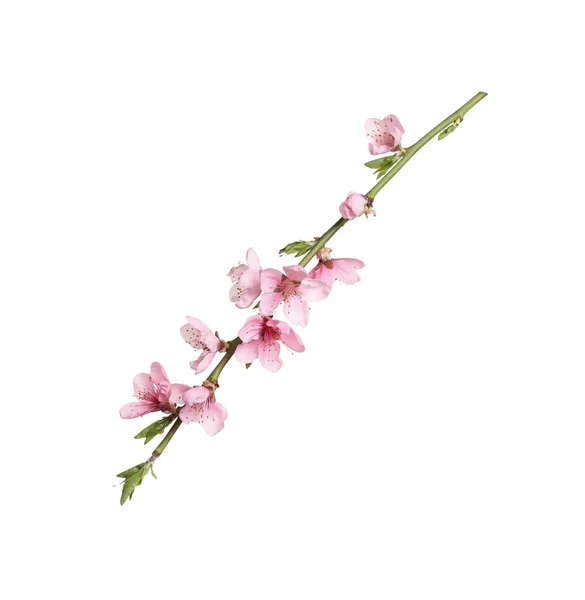 Beautiful Sakura Tree Branch Isolated White — Stock Photo, Image