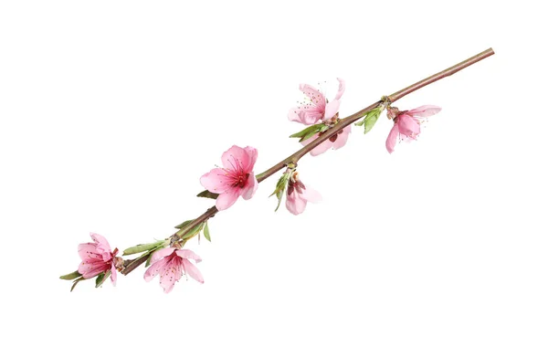 Belo Ramo Árvore Sakura Isolado Branco — Fotografia de Stock