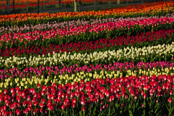 Bela Vista Campo Com Tulipas Florescentes Dia Ensolarado — Fotografia de Stock