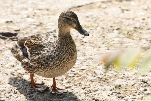 Schattige Eend Wandelen Buiten Zonnige Dag — Stockfoto