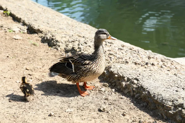 Een Klein Eendje Met Moeder Dierentuin Zonnige Dag Babydieren — Stockfoto