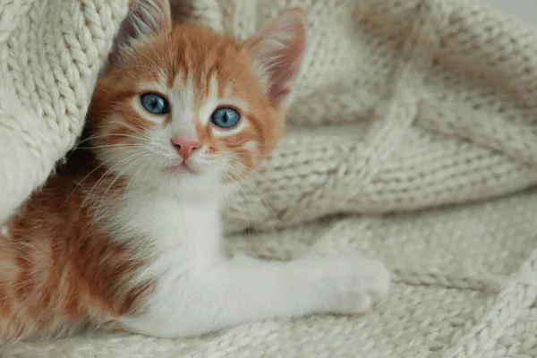 Chaton Mignon Couché Sur Une Couverture Tricotée Gros Plan Espace — Photo